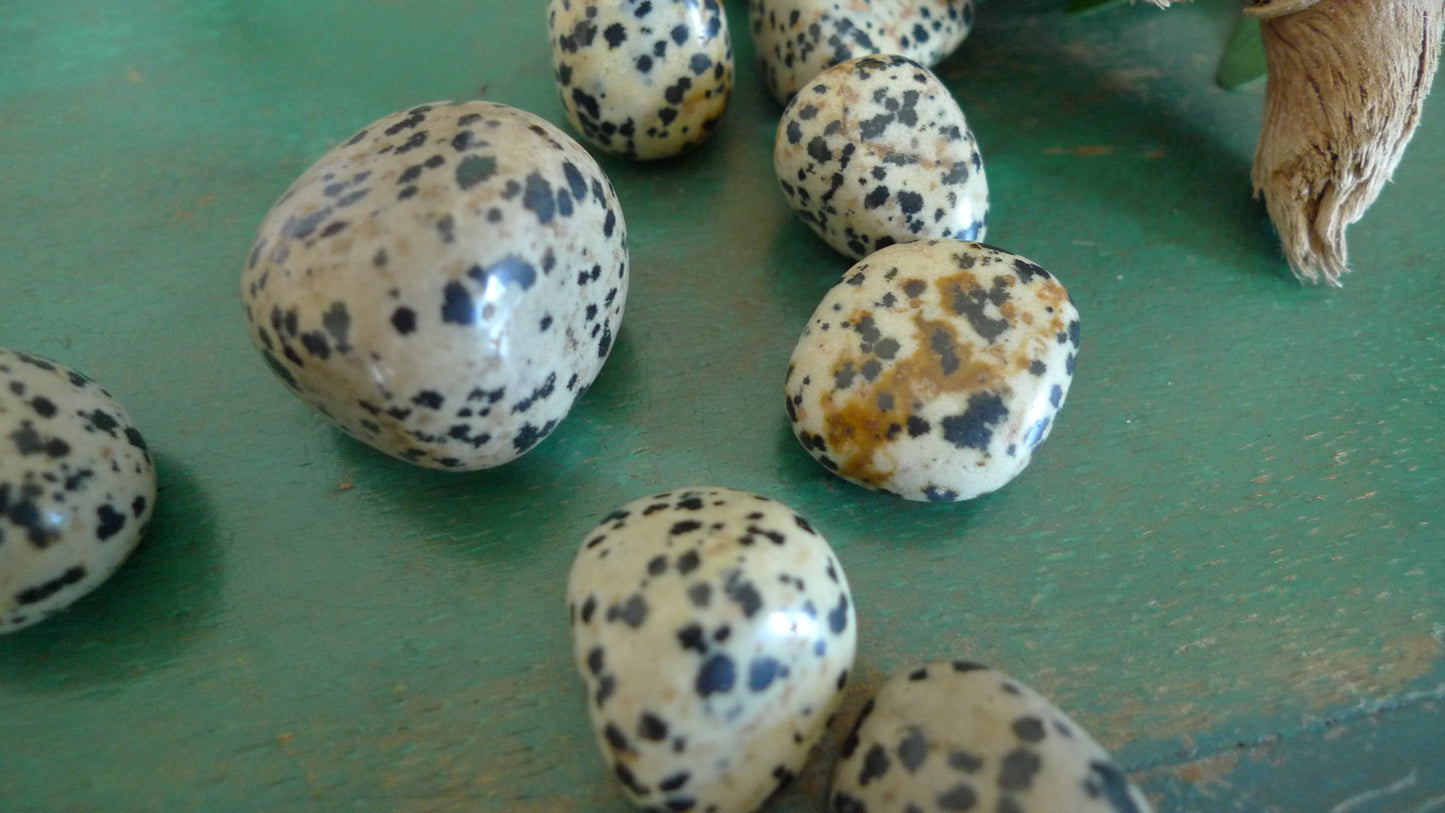 Jaspe dalmatien AA
