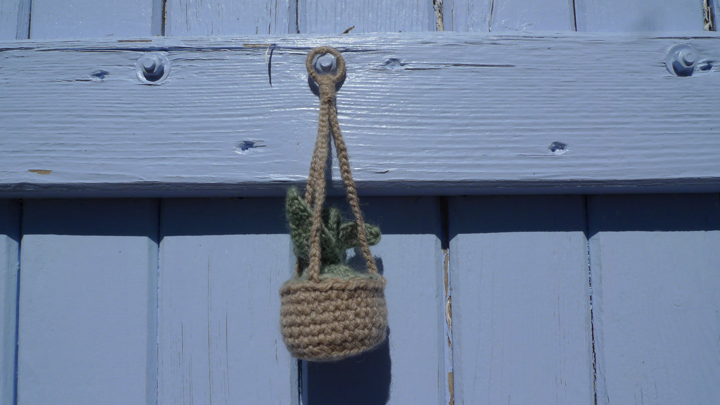 Plante grasse à suspendre Crochet