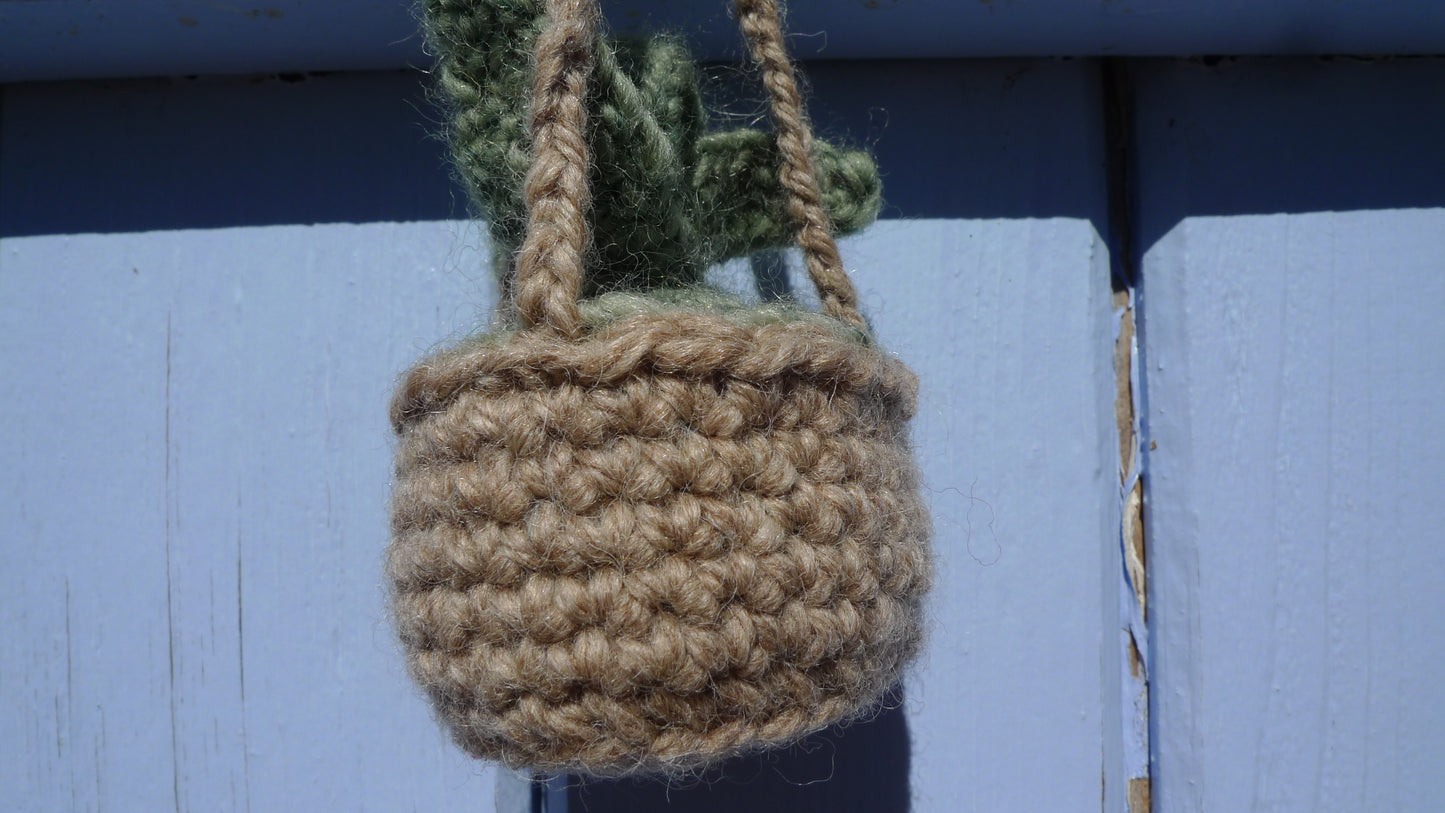 Plante grasse à suspendre Crochet