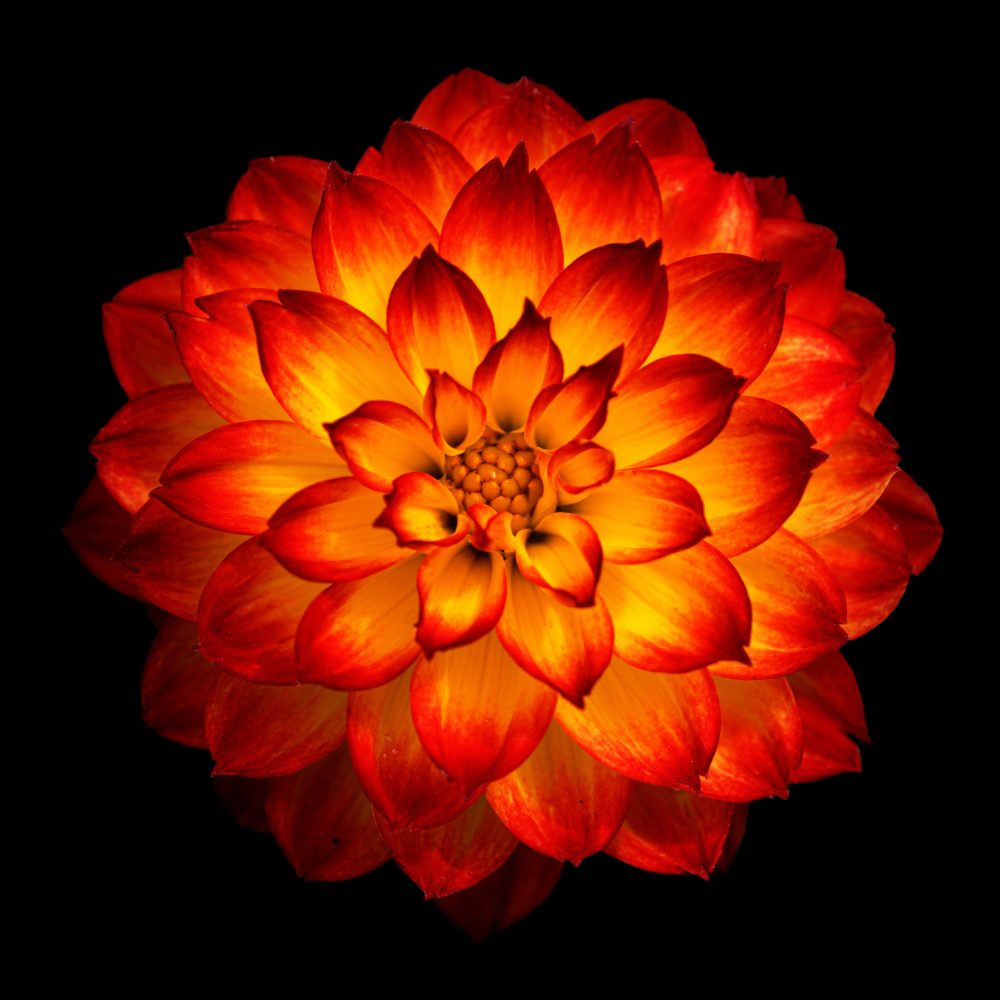 Chakra Racine - Mélange Fleurs de Bach