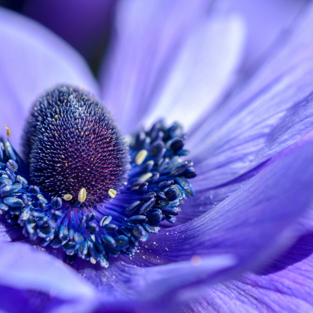 Concentration - Mélange Fleurs de Bach