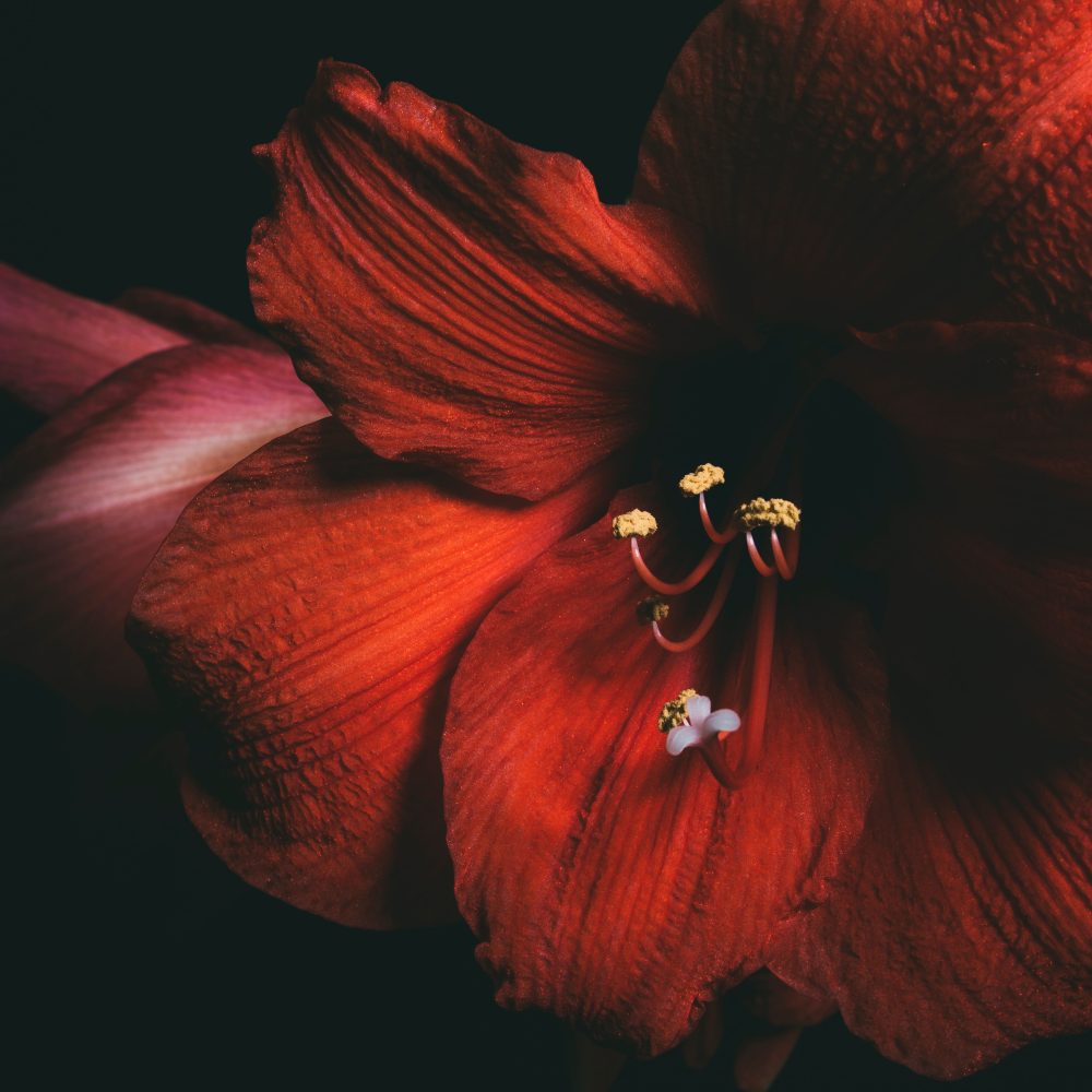 Sexualité - Mélange Fleurs de Bach