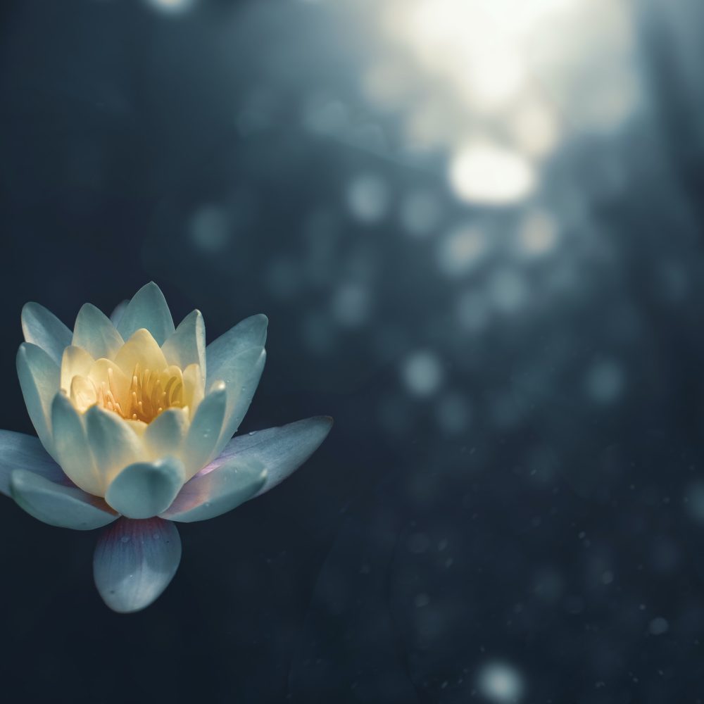 7 Chakras - Mélange Fleurs de Bach