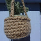 Plante grasse à suspendre Crochet