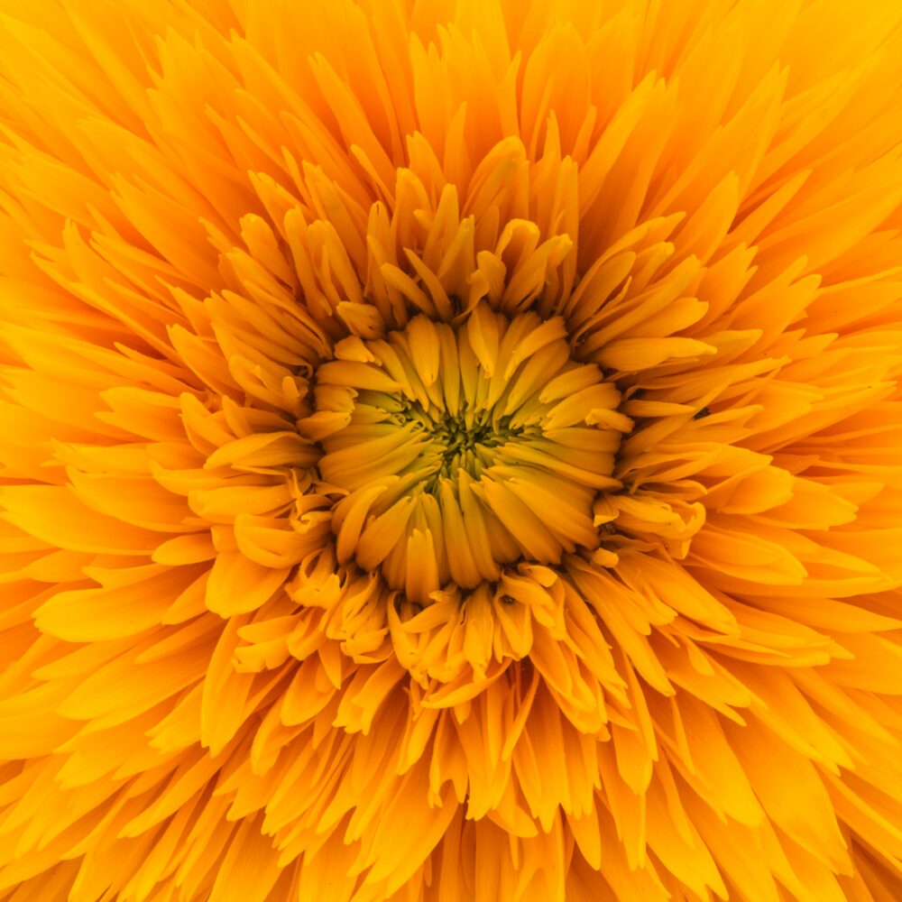 Chakra Plexus solaire- Mélange Fleurs de Bach